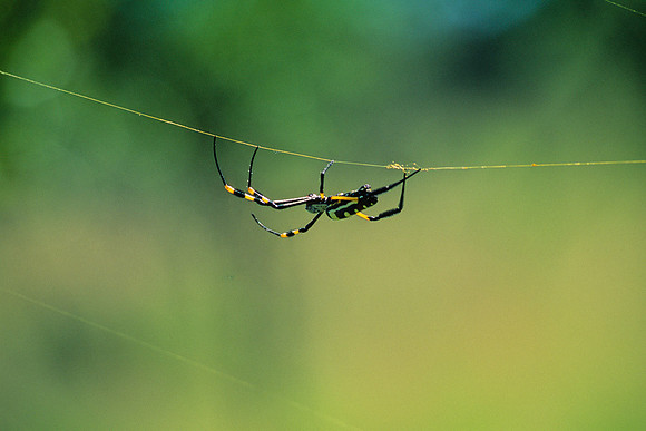 In Africa Life Can Hang by a Thread