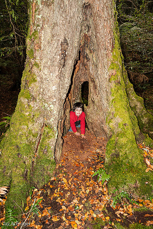 The inhabitant of the Hollowed-out base of Antarctic Beech Tree