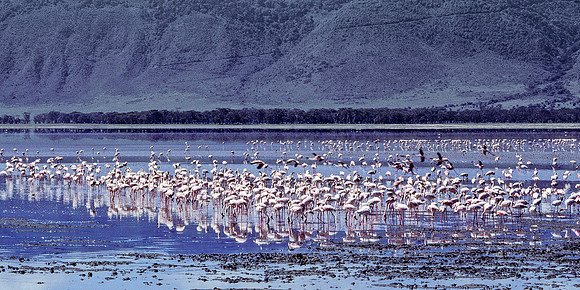 Flamingoes, Ngorongoro