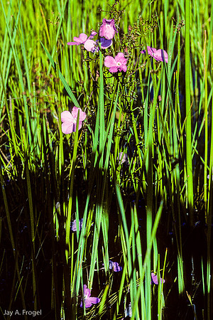 Reflected Images, Okavanga Delta