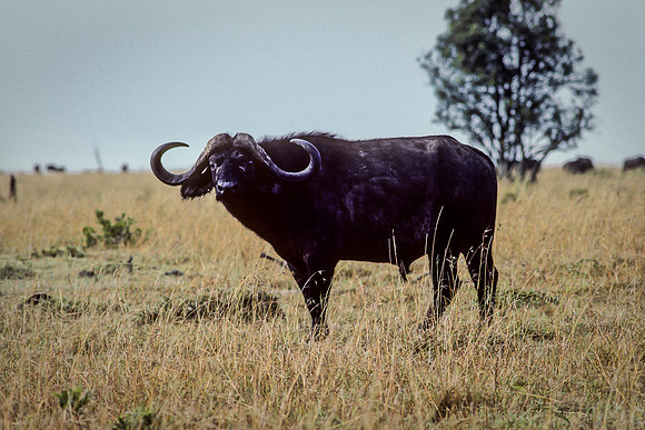 Old Cape Buffalo Bull from Ground Level