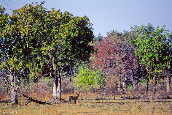 Sausage Tree and Mixed Woodland, Okavanga Delta