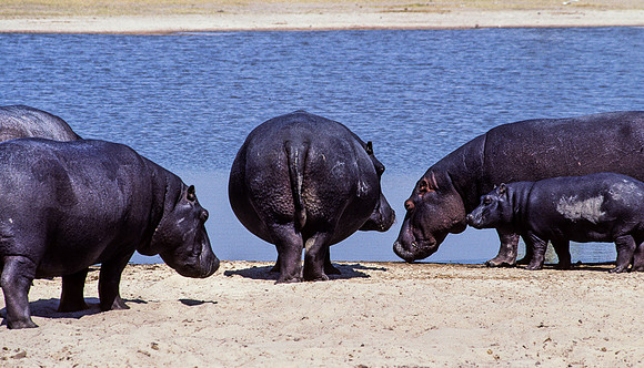 Hippo and Young