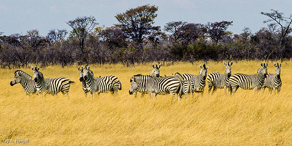 Zebra, Hwange