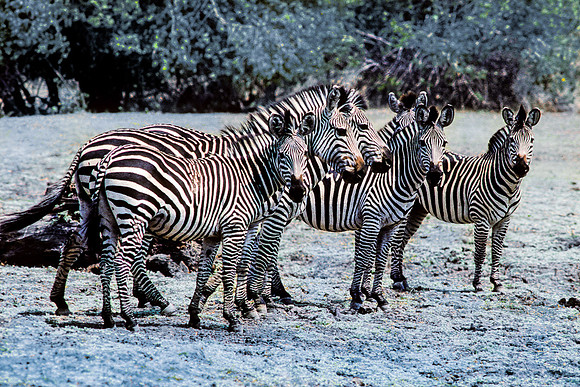 Zebras