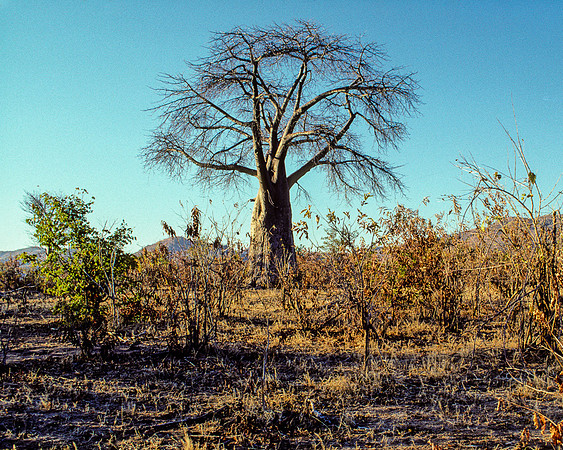 Giant Baobob, Matusadona, Zimbabwe