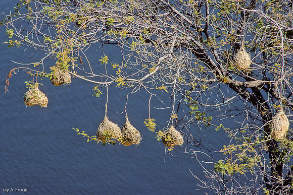 Weaver Bird Nests