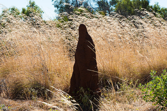 Termite mound and grass, south of Tennant Creek