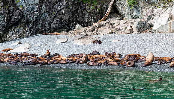 Sea Lions,  Glacier Island, Prince William SOund
