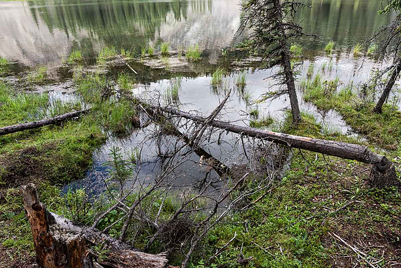 Horseshoe Lake, Denali Visitor  Ctr