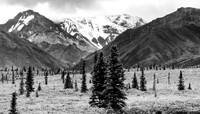 Along the Teklanika River, Denali Park