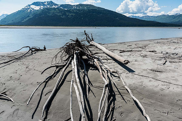 Driftwood, Twentymile River