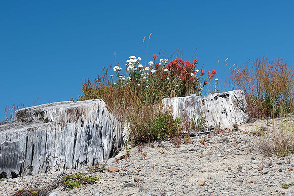 Wildflowers, Tree Stump, Mt. St. Helens