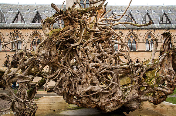 A tree from the Ghost Forest Exhibit in front of the Pitt-Rivers Museum, Oxford