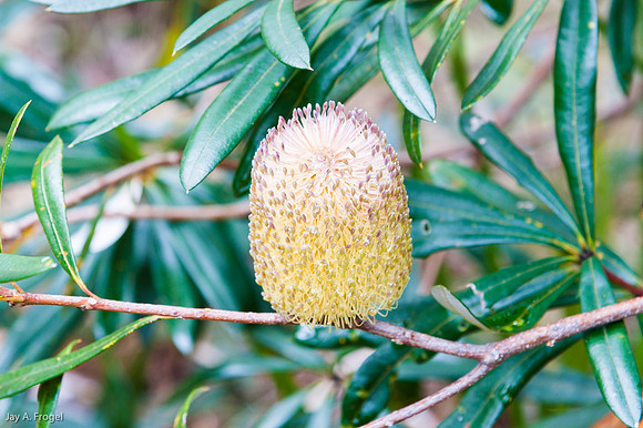 Barrington Tops National Park