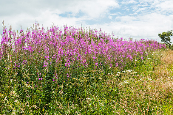 Flowers on Bodmin Moor