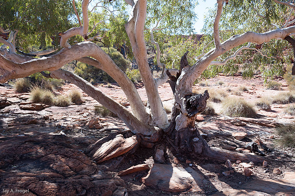 King Canyon - Multi-trunked ghost gum