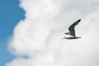 Gull, Glacier Island, Prince William Sound