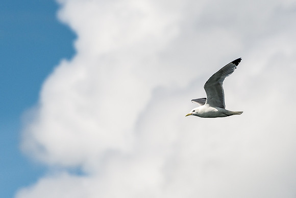 Gull, Glacier Island, Prince William Sound