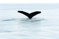 Whale, Prince William Sound