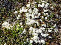 Alpine Flowers near Thompson Pass
