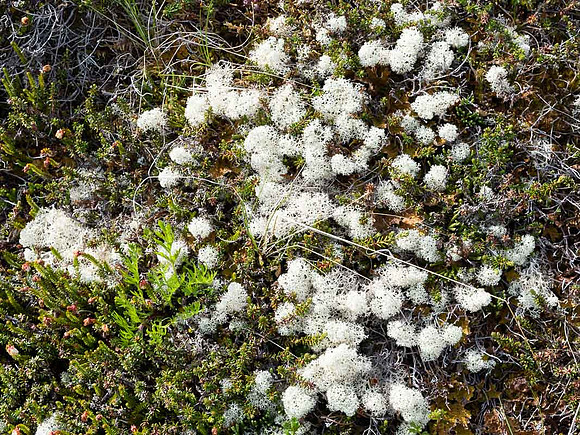 Alpine Flowers near Thompson Pass