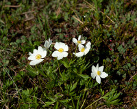 Alpine Flowers near Thompson Pass