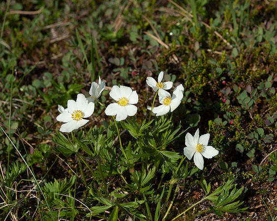 Alpine Flowers near Thompson Pass