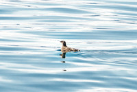 Columbia Bay, Prince William Sound
