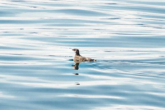Columbia Bay, Prince William Sound