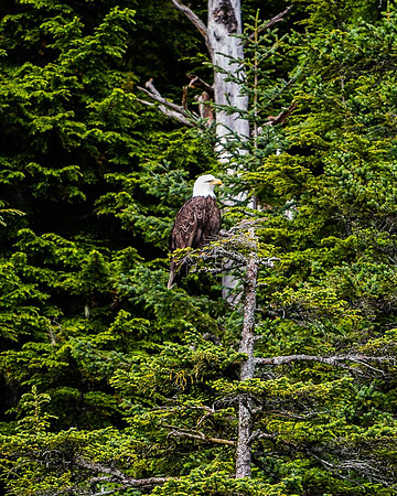 Bald Eagle