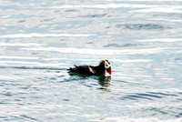 Puffin, Columbia Bay, Prince William Sound