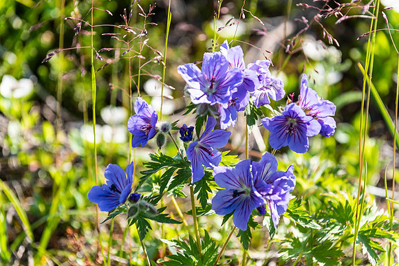 Alaskan Wildflowers