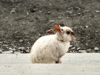 Arctic Hare