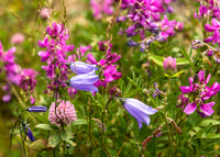 Alaskan Wildflowers