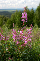 Wildflowers along the Parks Hwy