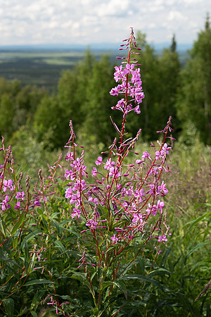 Wildflowers along the Parks Hwy