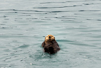 Sea Otter, Prince William Sound