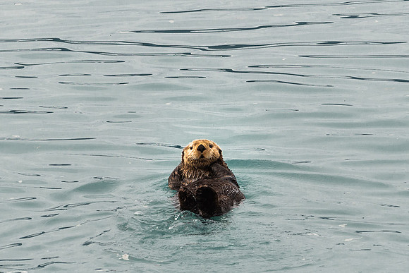 Sea Otter, Prince William Sound