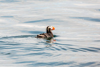Puffin, Columbia Bay, Prince William Sound