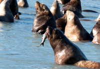 Sea Lion and Salmon