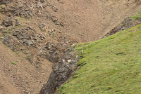 Mountain sheep, Denali Park