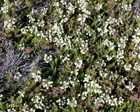 Alpine Flowers near Thompson Pass