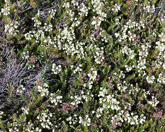 Alpine Flowers near Thompson Pass