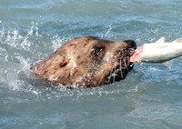 Sea Lion and Salmon