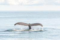 Whale, Prince William Sound