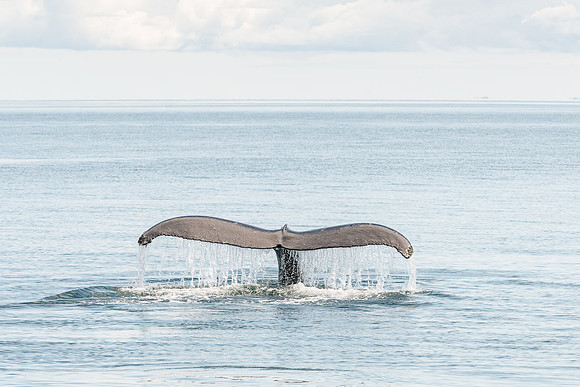 Whale, Prince William Sound