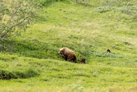 Grizzly and Cubs, Denali Nat'l Park