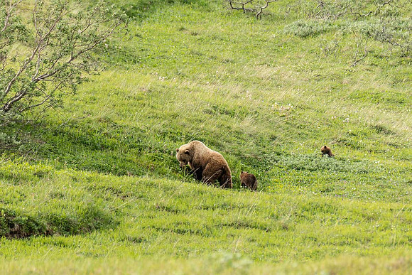 Grizzly and Cubs, Denali Nat'l Park