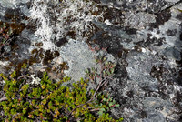 Lichen, S of Thompson Pass